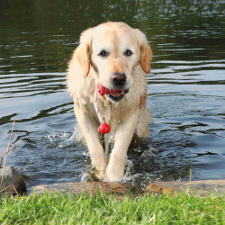 Jeux cordes pour chien jouet aquatique pour chien MOT-Fun 9 x 22 cm Coloris aléatoire