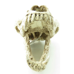Décoration et autre Crâne prédateur animaux, taille 24 x 13 x 13 cm, Décoration aquarium
