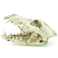 Décoration et autre Crâne prédateur animaux, taille 24 x 13 x 13 cm, Décoration aquarium