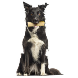 zolux Kauwbare stick Cheesy treat 57 gr voor honden tot 10 kg Hondentraktaties