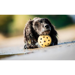 Trixie Ball mit Löchern, speziell für sehbehinderte und blinde Hunde Hundespielzeug