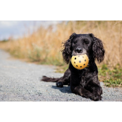 Trixie Ball mit Löchern, speziell für sehbehinderte und blinde Hunde Hundespielzeug