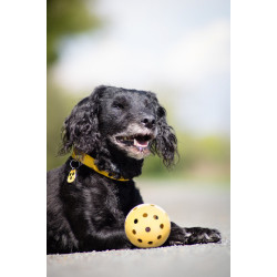 Trixie Pelota con agujeros, especial para perros ciegos y con problemas de visión Juguete para perros