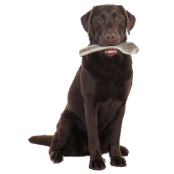 zolux Bastoncino da masticare in corno di cervo Easy, circa 18 cm, per cani di peso inferiore a 20 kg. Crocchette per cani