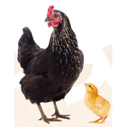 animallparadise Natur' Tonic, alimento complementare per la crescita di galline e pulcini 250 ml. Integratore alimentare