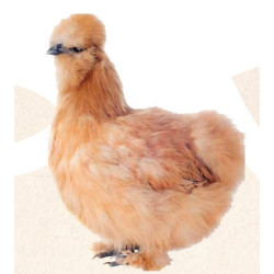 animallparadise Natur' Pic, verenkleedverbeteraar voor kippen 250 ml. Voedingssupplement