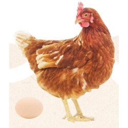 animallparadise Natur' Ponte, mangime supplementare per galline 250 ml. Integratore alimentare