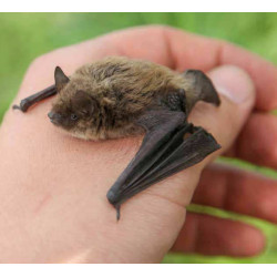 animallparadise Caja nido de madera, altura 28,5 cm, para murciélagos . color aleatorio murciélago
