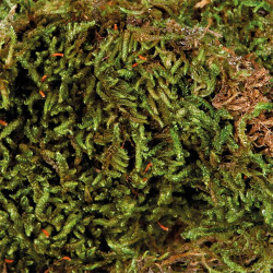 Trixie Terrarienschaum, 200 g, Substrat für Feuchtterrarien. Dekoration und anderes