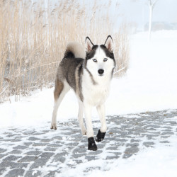 animallparadise Andarilho Botas de protecção activas tamanho: L-XL para cães. Segurança dos cães