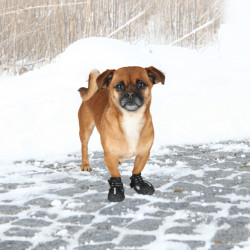 Sécurité chien Bottes de protection Walker Active, taille: XS, pour chien