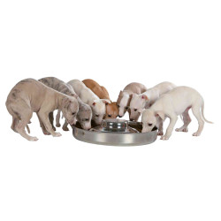 animallparadise Ciotola per cuccioli, 1,4 litri, ø 29 cm, per cani Ciotola, ciotola