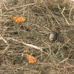 animallparadise Berghooi met paardenbloem. 500 gr. voor knaagdieren. Knaagdier hooi