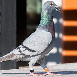 animallparadise 18 anéis de plástico ø 8mm para identificação de pombos. Acessório
