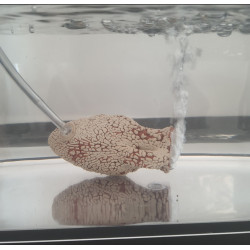 animallparadise 10 cm kannenbeker voor aquarium luchtsteen