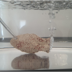 animallparadise 10 cm kannenbeker voor aquarium luchtsteen