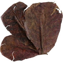 zolux Catappa lote de 14 hojas de badamier de más de 20 cm. Pruebas, tratamiento del agua