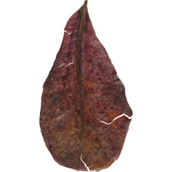 zolux Catappa lote de 14 folhas de badamier de mais de 20 cm. Testes, tratamento de água