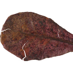 zolux Catappa lote de 14 folhas de badamier de mais de 20 cm. Testes, tratamento de água