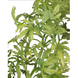 animallparadise Decoratieve plant van plastic imitatie canna... jamaica, ongeveer 56 cm lang. Decoratie en andere