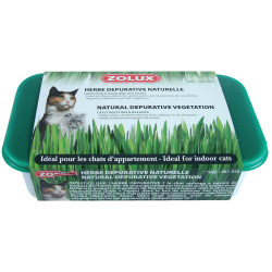 zolux Vassoio da 250 g di erba gatta depurativa naturale Erba gatta