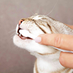 Trixie Set higiene dental sabor gato queso Cuidado de la belleza